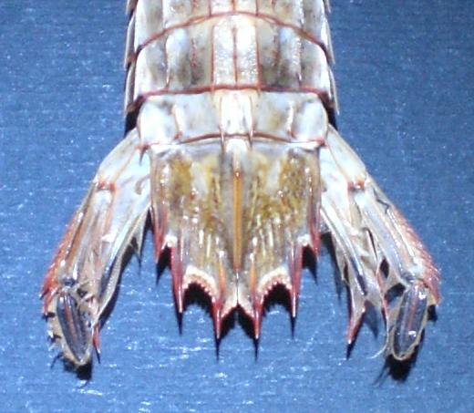 Visaya lira T.F.C. AS5-6 and telson 1.jpg